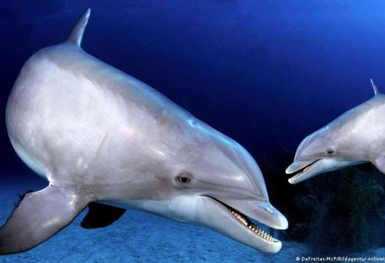Rusia utiliza delfines militares entrenados para proteger su base naval en el Mar Negro