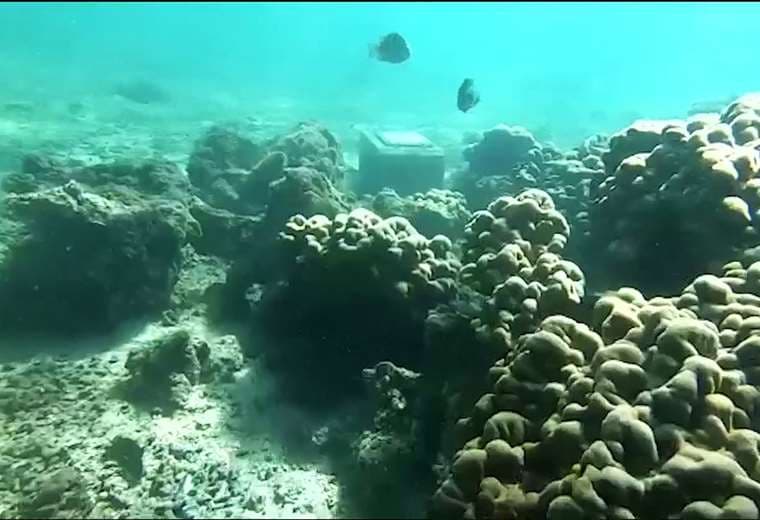 Video: Inauguran sendero submarino de corales en Golfo Dulce