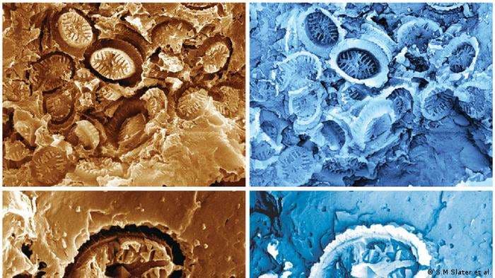 Científicos descubren fósiles "fantasmas": un nuevo tipo de fosilización
