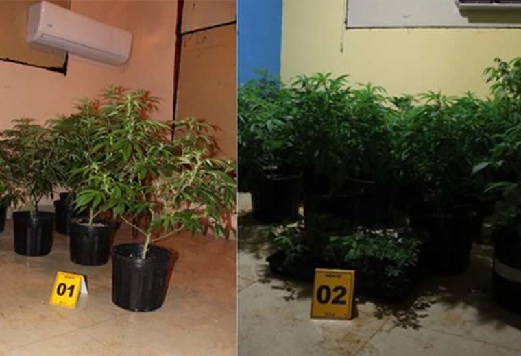 OIJ desmantela laboratorio de marihuana hidropónica en Atenas