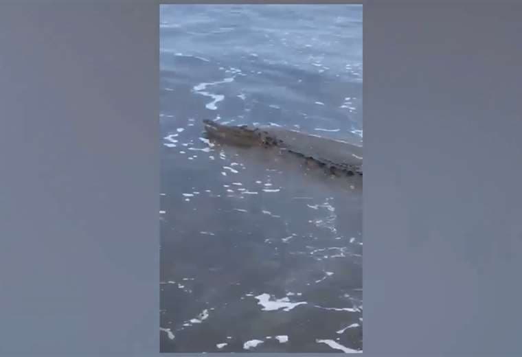 Video: Alertan a bañistas y surfistas por presencia de cocodrilo en playa Jacó