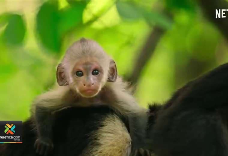 Serie de animales salvajes de Netflix tiene tres episodios grabados en Costa Rica