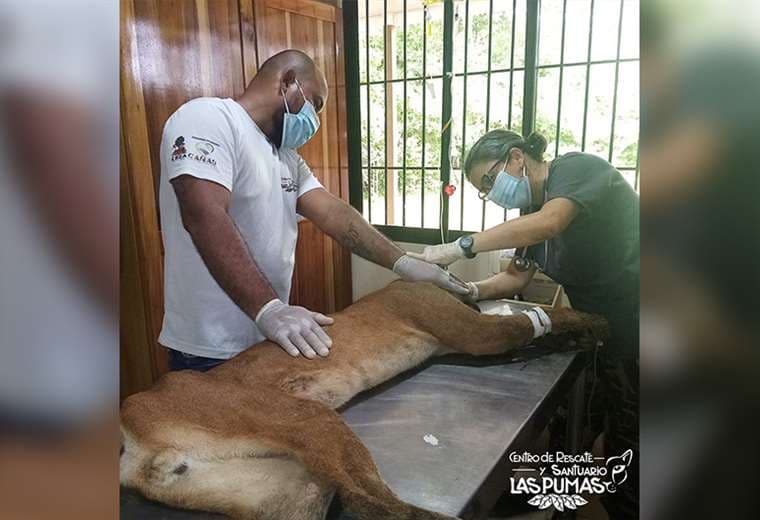 Puma que deambulaba por Guanacaste ya recibe atención en centro de rescate