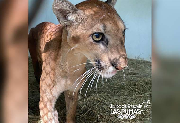 Puma que deambulaba por Guanacaste, al parecer, fue privado de comida por otros felinos