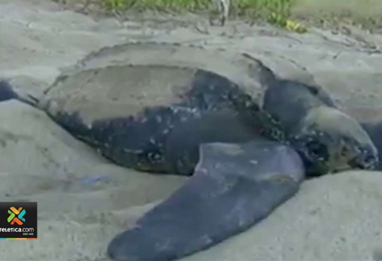 Poca cantidad de tortugas desovando en Playa Grande mantiene preocupados a expertos