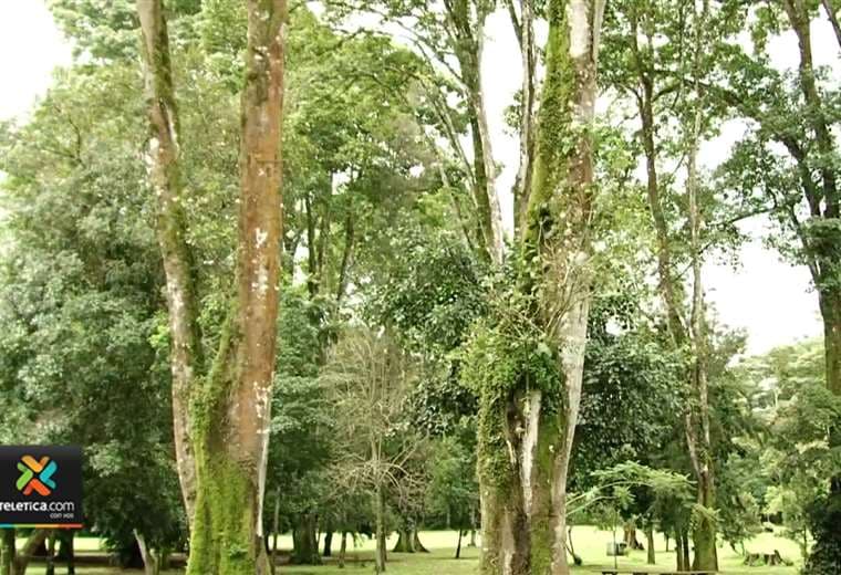 Municipalidad de Montes de Oca tiene “árboles en adopción” para reforestar el cantón