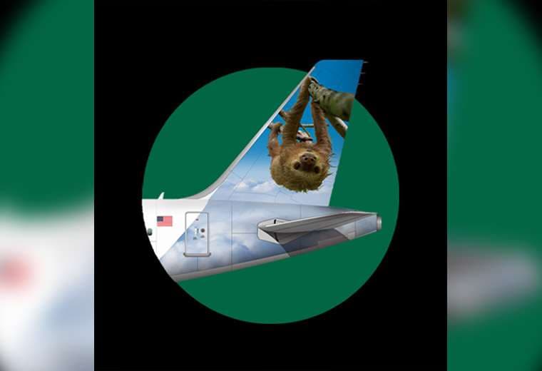 Un perezoso costarricense viajará "colgado" en cola de avión 