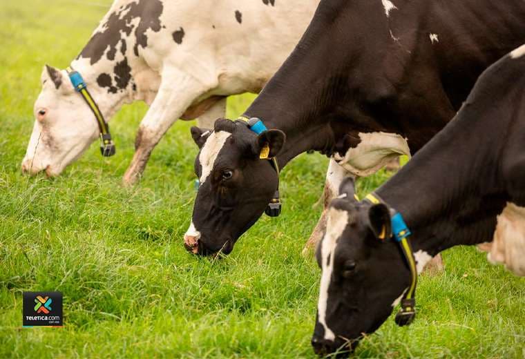 Lanzan 'app' para que ganaderos lleven control de la salud de sus animales en tiempo real