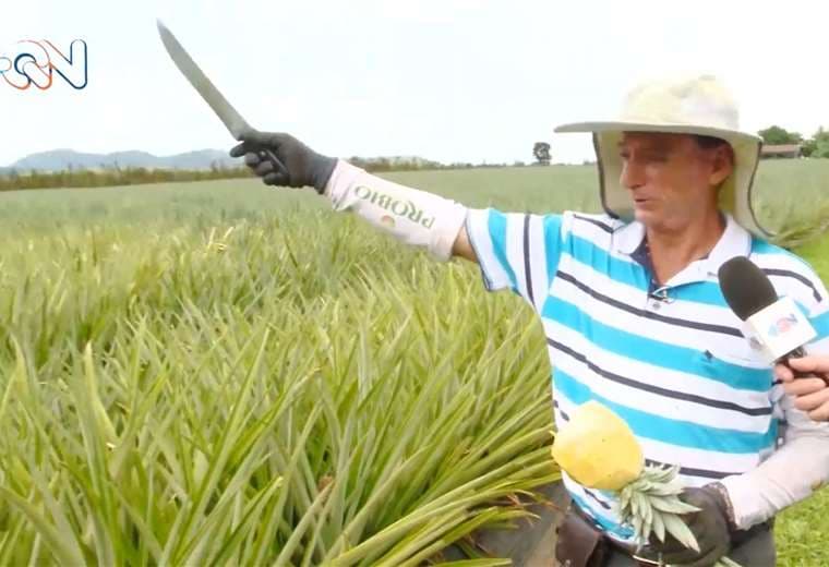 Don Belicio cambió la forma de cultivar piña tras sufrir un accidente