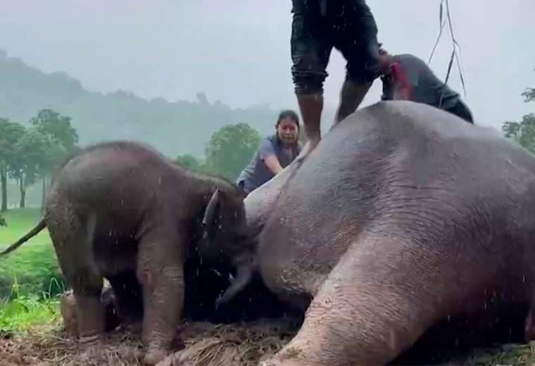 Video: Mamá elefante se desmaya al tratar de proteger a su cría