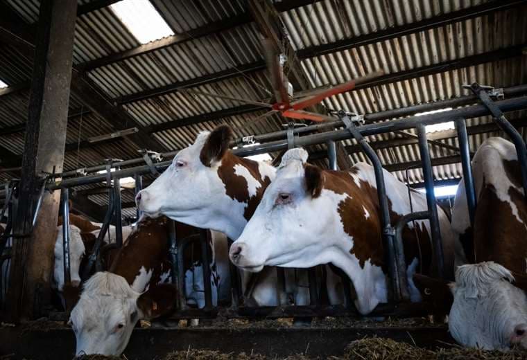 Las vacas enfrentan ola de calor en Francia gracias a ventiladores gigantes
