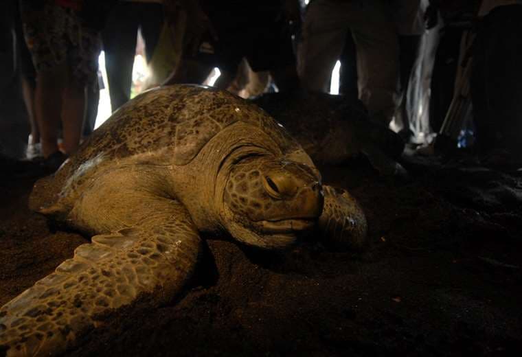 Decenas de tortugas marinas protegidas mueren apuñaladas en Japón