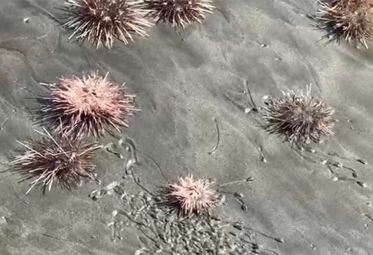 Cientos de erizos de mar aparecen muertos en playas de Guanacaste