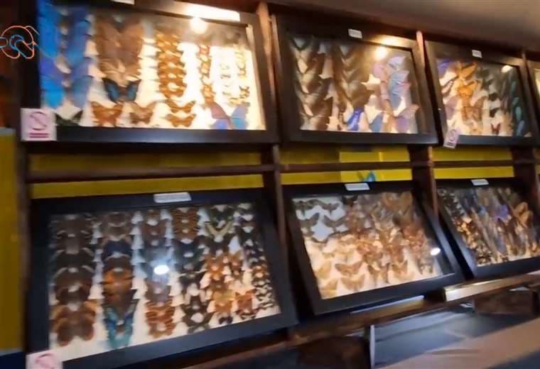 La Guácima tiene la única colección de mariposas con especies de siete diferentes países