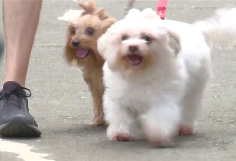 Quienes lleven mascotas a la Romería se exponen a multas de hasta ₡250 mil