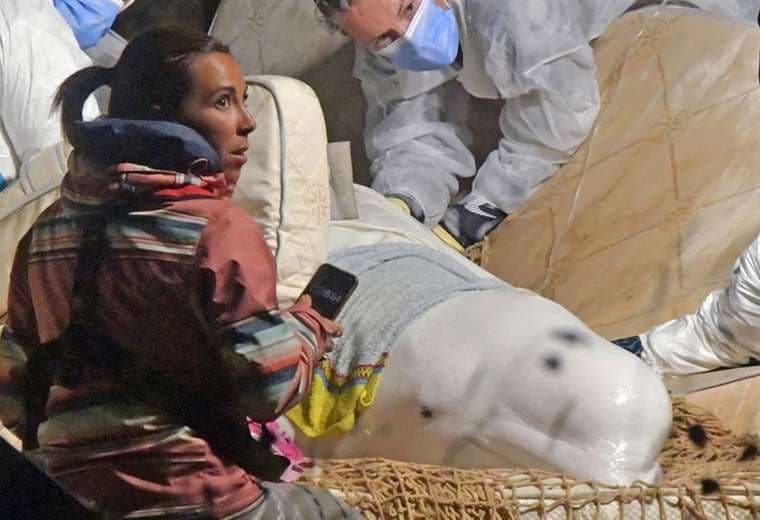 ¿Por qué Francia se vio obligada a sacrificar a la ballena beluga varada en el Sena?
