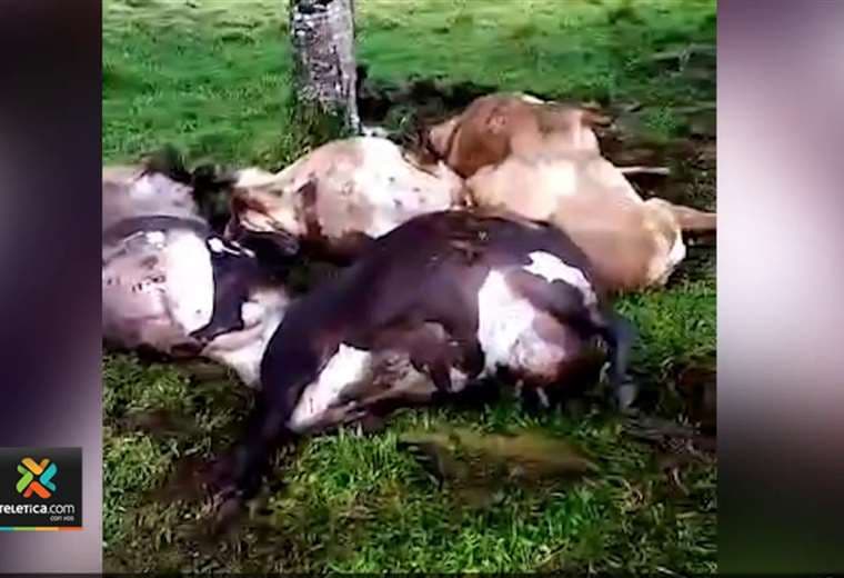 Rayo mata seis vacas en Los Chiles de Alajuela