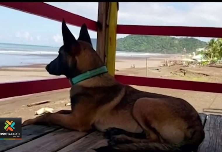 Tacoa: el nuevo perro salvavidas de Garabito