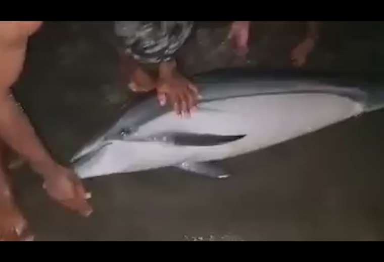 ¡Regresó al mar! Vecinos auxilian a delfín encallado en playa Jacó