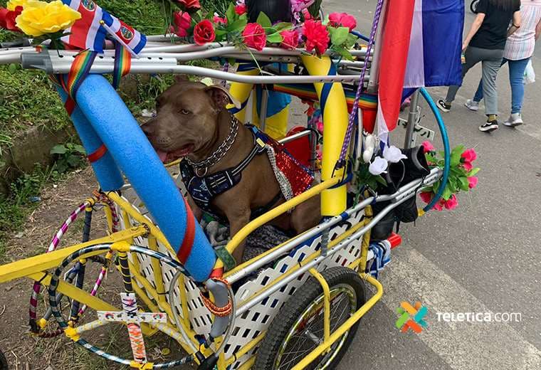 ‘Simba’: el perro que viajó desde Boston para hacer la Romería sobre un carruaje