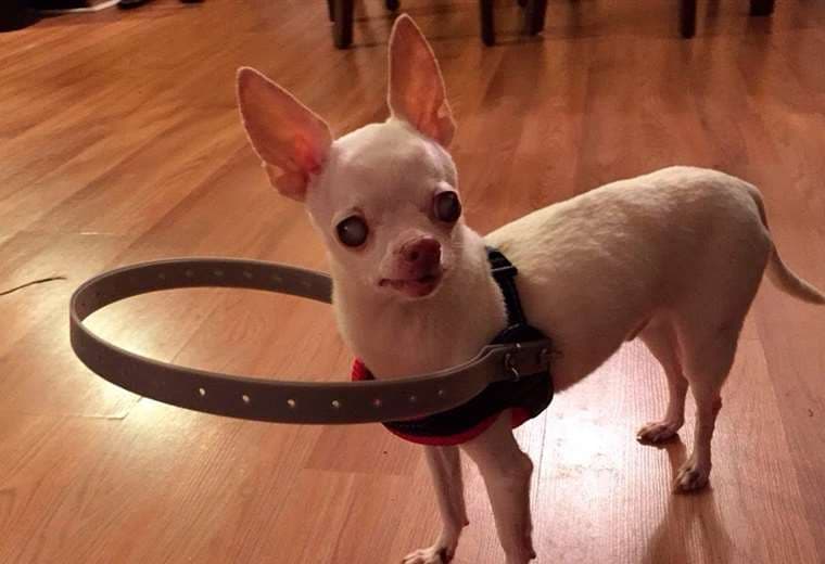 ¿Sabía que existen bastones para perros ciegos?