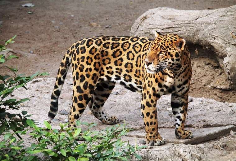 Video: Decomisan dos jaguares que estaban enjaulados en finca ganadera