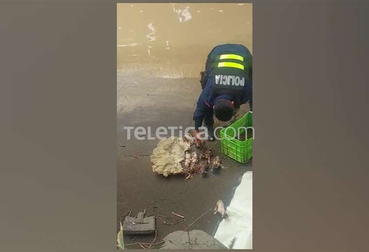 Video: Policía encuentra gatitos en bolsa lanzada a un río