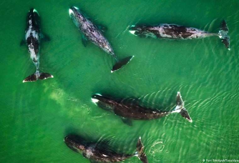 Impresionante video capta momento en que tiburón blanco es devorado por grupo de orcas
