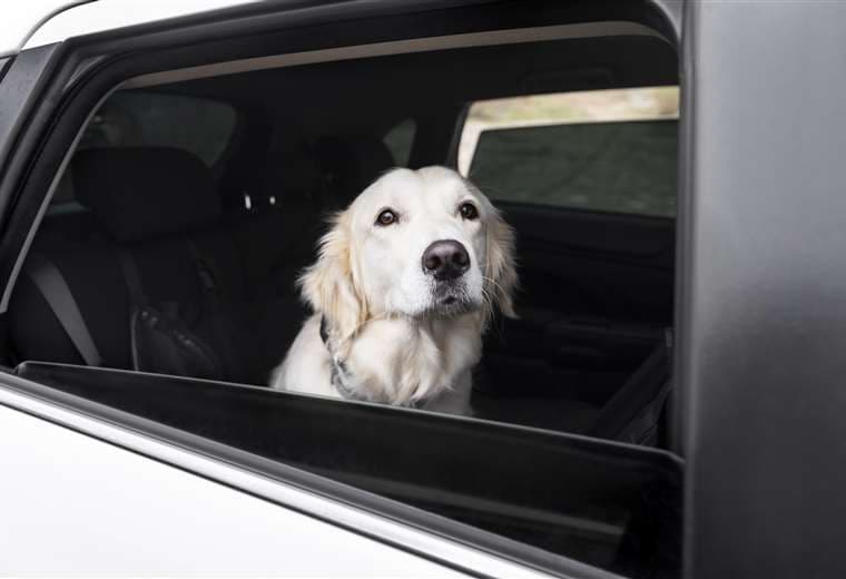 Seis consejos para que su perro viaje en carro de manera segura