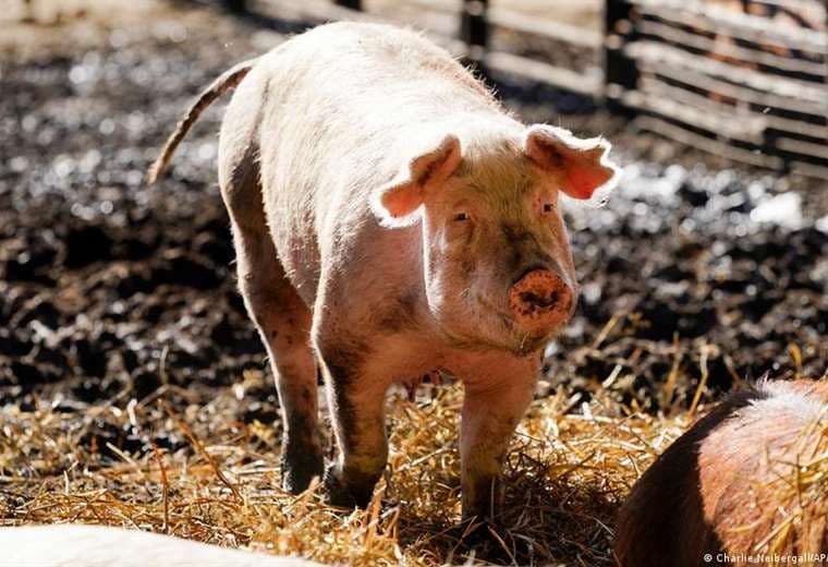 Experimento restablece funciones de células y órganos de cerdos sin vida, horas después de su muerte
