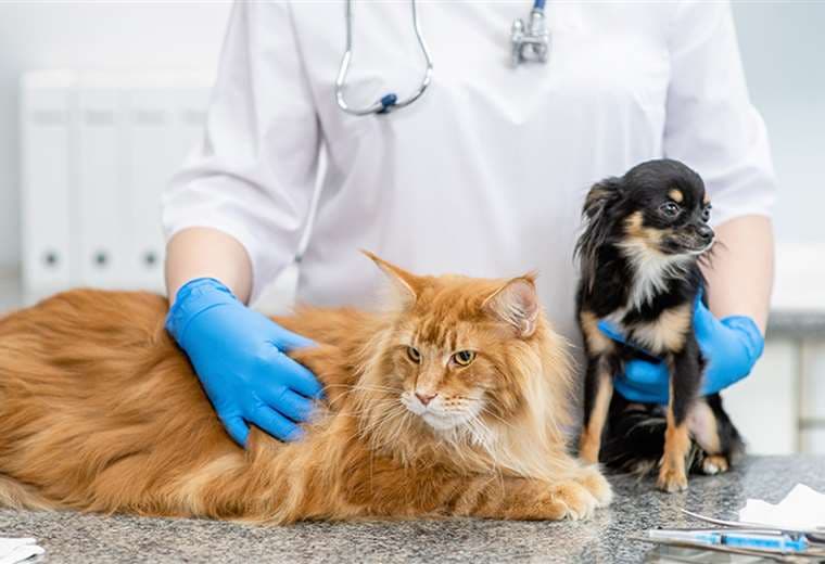 Castración de perros y gatos: ¿Es una opción saludable para su mascota?