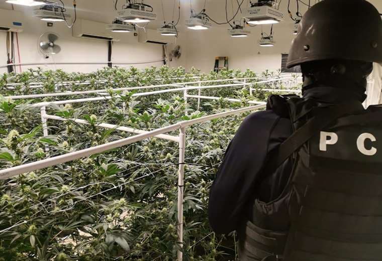 PCD descubre y desmantela el laboratorio de marihuana hidropónica "más grande del país"
