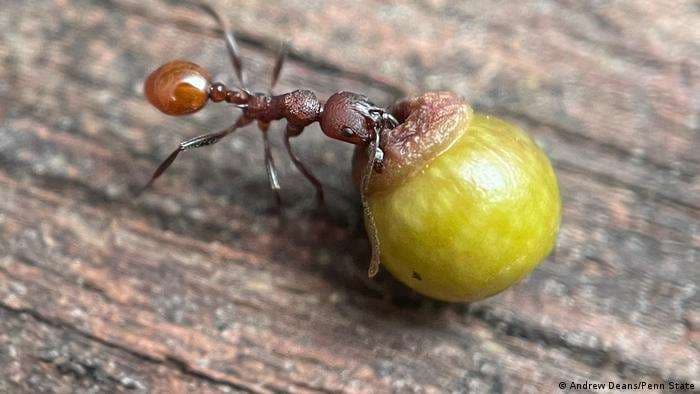 Una hormiga sostiene una agalla de roble que contiene larvas de avispa.