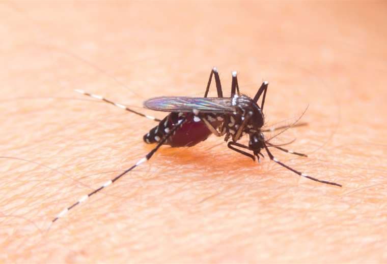 Casos de dengue se disparan en América Latina: ¿Qué pasa en Costa Rica?