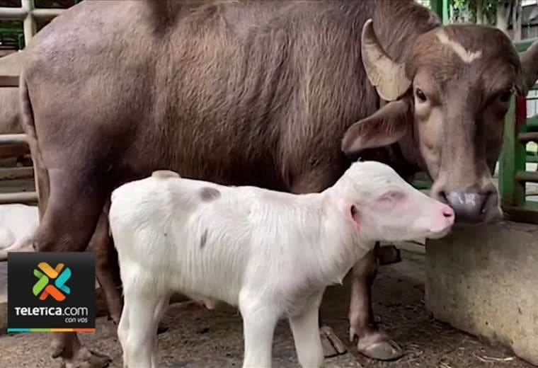 Nacimiento de búfalo albino fue catalogado como un “milagro”