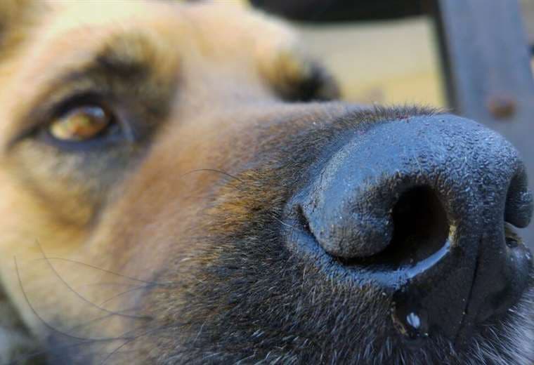 Conozca más sobre el distemper canino, la enfermedad sin cura