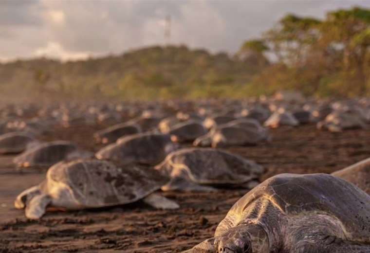37 mil tortugas llegaron a Ostional durante dos días de arribada