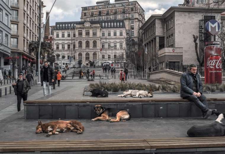 Un siglo después, los perros callejeros en Turquía vuelven a ser polémicos