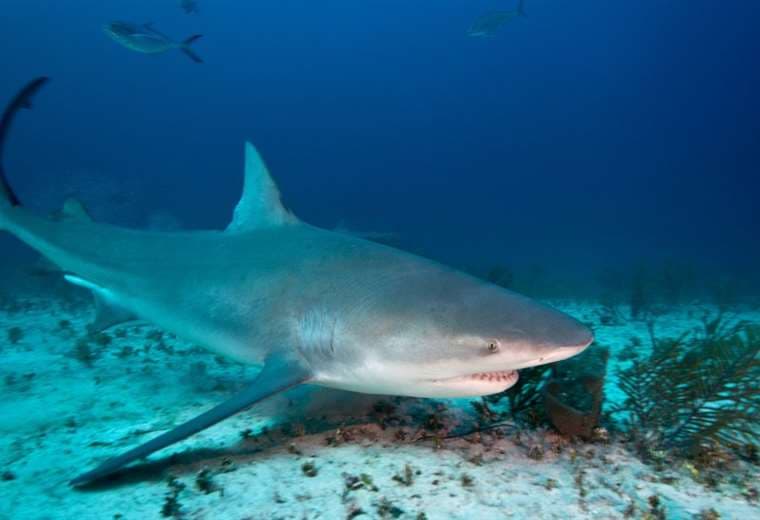 Muere en las Bahamas pasajera de crucero atacada por un tiburón