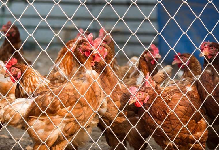 ¿Se pueden contagiar los humanos de gripe aviar?