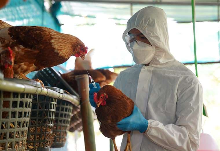Descartan tres casos sospechosos de gripe aviar: "En cualquier momento podría aparecer"