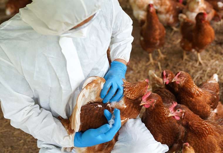 Senasa sacrificó a 130 gallinas de corral en Parrita por caso positivo de influenza aviar