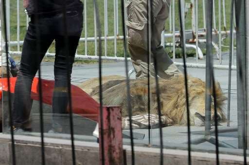 Dejan león muerto en el exterior del palacio presidencial de Chile