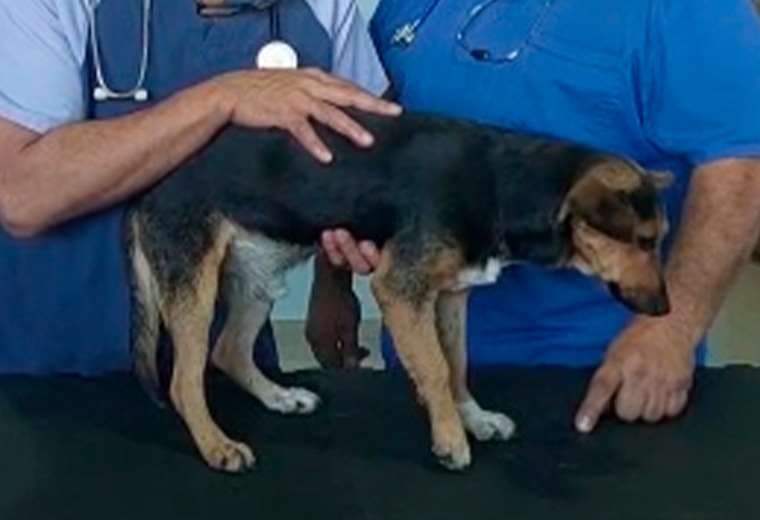 Veterinarios tratarán de salvarle la patita a "Balita", perro baleado en Puntarenas