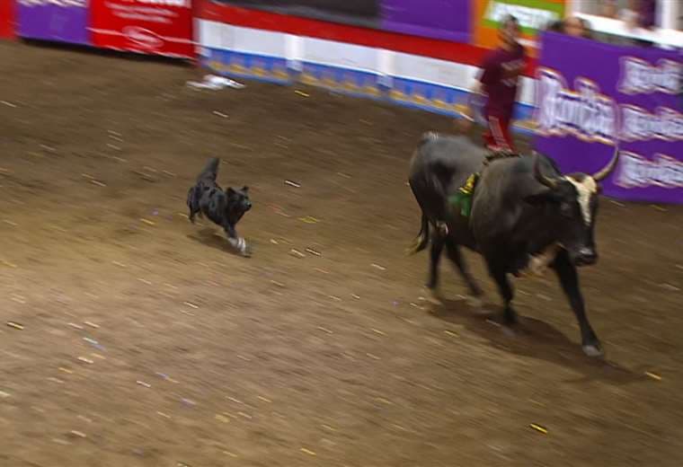 Perro "torero" se robó el show en Palmares