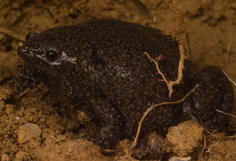 Costa Rica registra nueva especie de rana nunca antes vista en el país