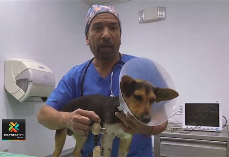 Veterinarios salvaron pata de perro que recibió disparo durante balacera en Puntarenas