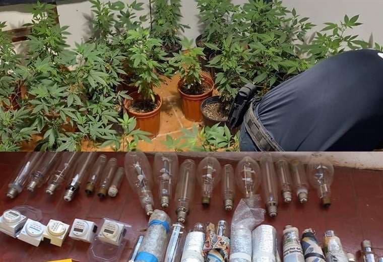 ¡El primero del año! Autoridades desarman laboratorio de cultivo de marihuana 