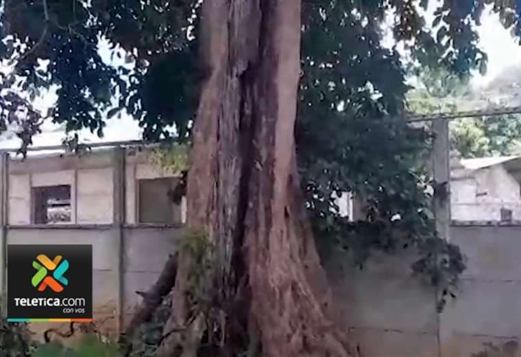 Niños de CEN-CINAI en Santa Cruz corren riesgo por árbol "hueco"