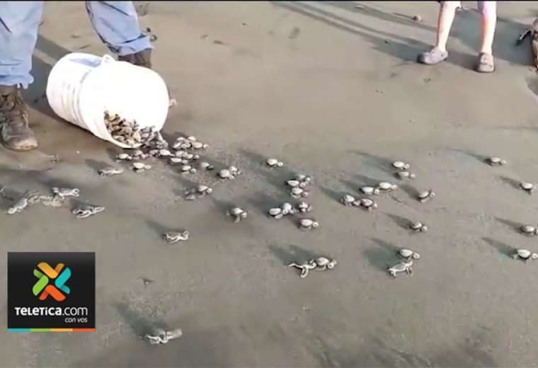 Nacieron 446 tortugas de 736 huevos rescatados por Guardacostas